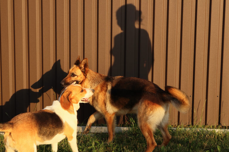 pet-safe fencing